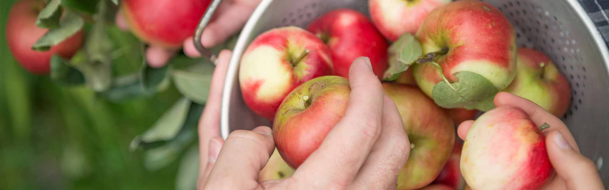 Hands picking red apples and putting them in a bucket